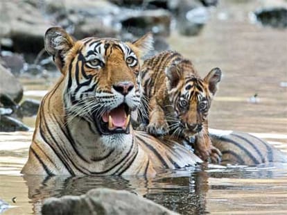 petrol pump gaurd threatens by seeing tiger.