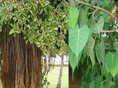 hariyali amavasya festival of greenery 