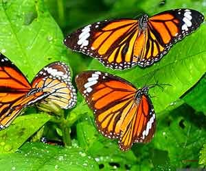 place where the butterflies are dancing-ars