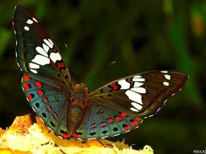 place where the butterflies are dancing-ars