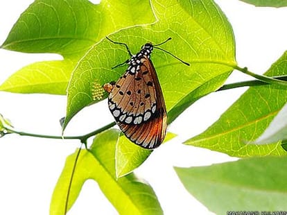 place where the butterflies are dancing-ars
