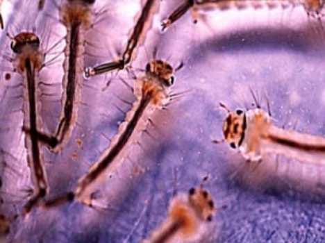 dengue in dehradun