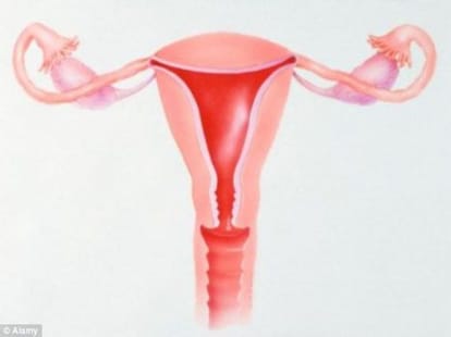 man with a penis and female's reproductive organs jp
