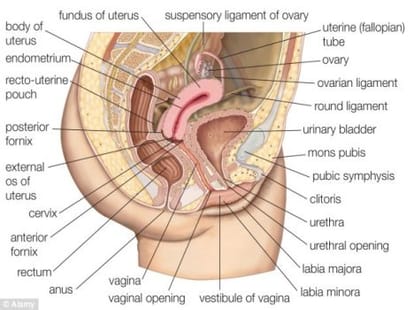 man with a penis and female's reproductive organs jp