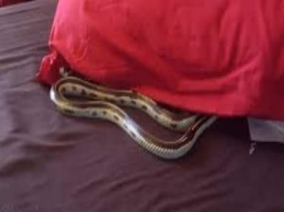 in himachal people bite by snake in same manner