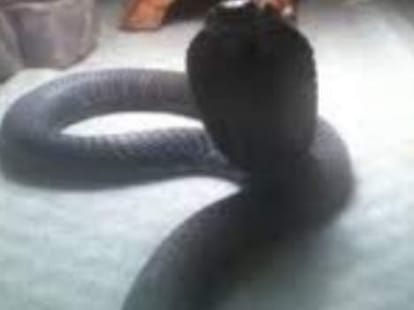 in himachal people bite by snake in same manner