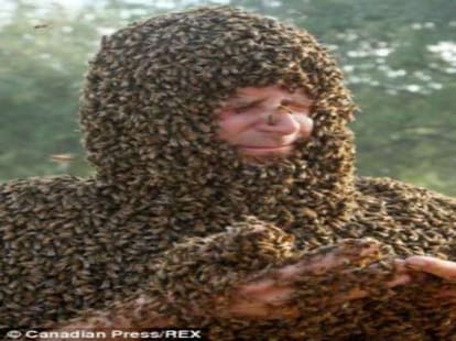 bee beard competition jp