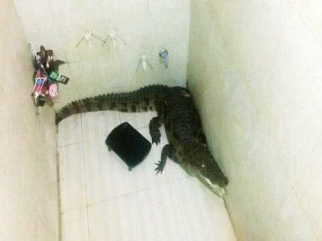 crocodile enter in bathroom