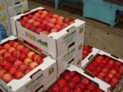 Cold store facility for apple growers in himachal