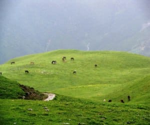tracking on dayara bugyal.