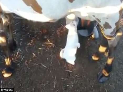 kitten drinks milk from cow's udder jp
