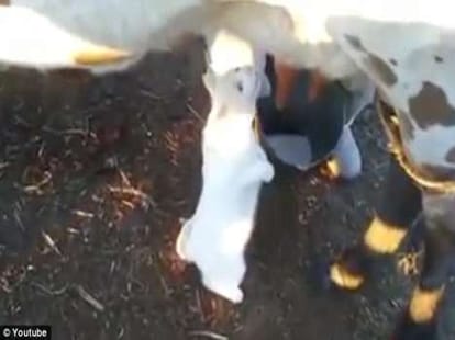 kitten drinks milk from cow's udder jp