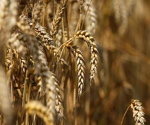  firozpur, shailer, branch manager, suspend, missing, grain, six carore