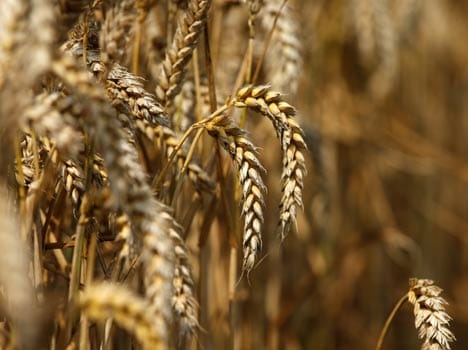 grains of 281 million issue in Bihar. 