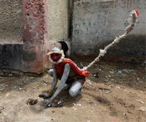 40 men in ape suits to scare monkeys away from parliament complex