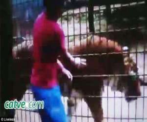hand of a boy torn off by a tiger jp