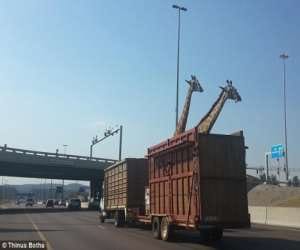 giraffe dies after hitting to a  bridge jp