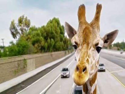 giraffe dies after hitting to a  bridge jp
