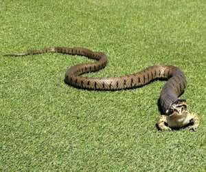 snake eats frog jp
