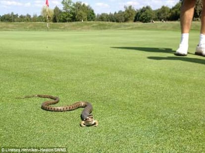 snake eats frog jp