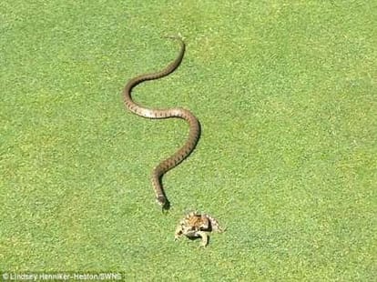 snake eats frog jp