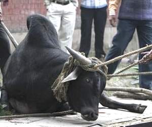 bull killed old lady bilaspur.