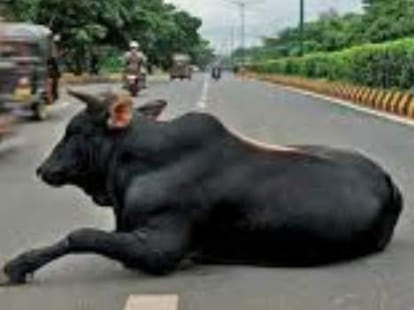 Stray bull killed old man in bilaspur