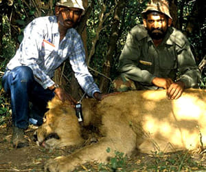gujarat mp dispute on lions
