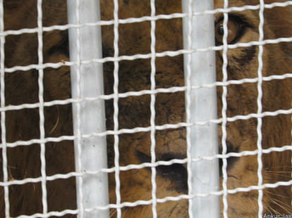 gujarat mp dispute on lions