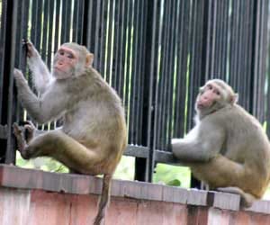 monkey save life of another monkey from current.