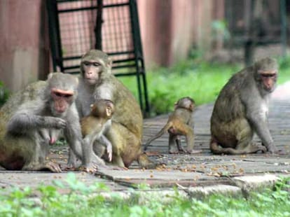Terror of monkey in greater noida.