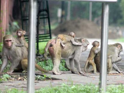 government willing to give people Riddance to monkey