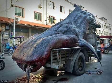 two tonne shark caught and sold jp