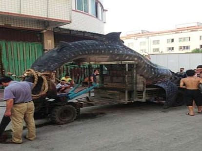 two tonne shark caught and sold jp