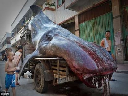 two tonne shark caught and sold jp