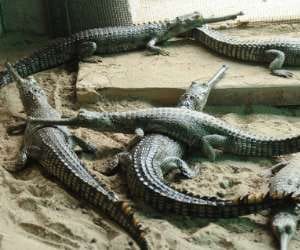 crocodile in field, people afraid.