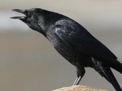 indian crow reached kenia