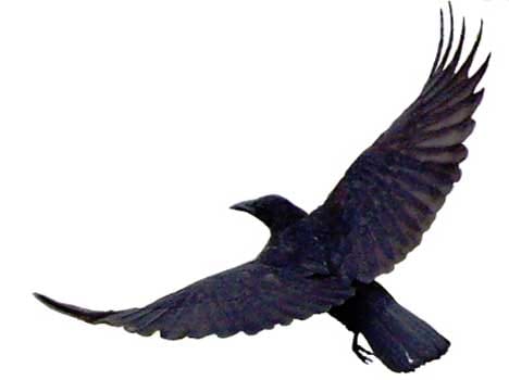 Cuckoo making fool crow