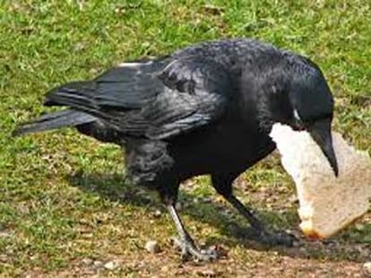 auspicious sagun of crow good sign
