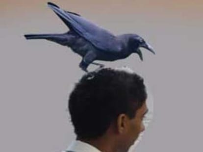 auspicious sagun of crow good sign