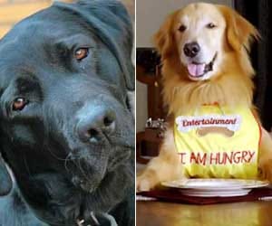  bollywood movies in which dogs did special Roles