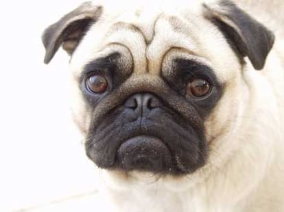  bollywood movies in which dogs did special Roles