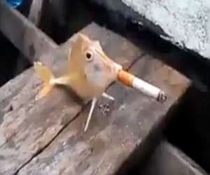 fishermen force a fish to puffa cigarette jp