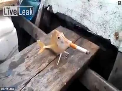 fishermen force a fish to puffa cigarette jp
