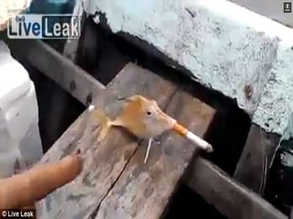 fishermen force a fish to puffa cigarette jp