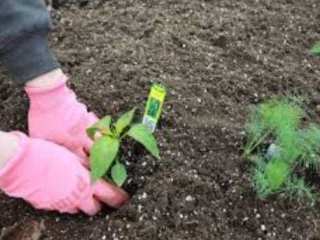 Herbal medicinal plants planted on the Day