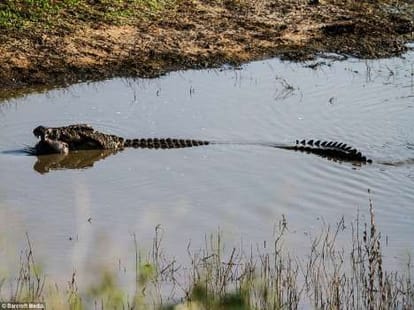 women jumped into pond, crocodile splits her into two