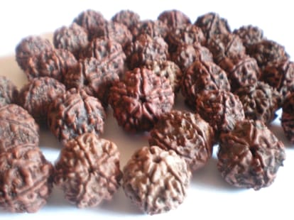 china want rudraksha from haridwar