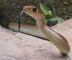 gossip about forest department