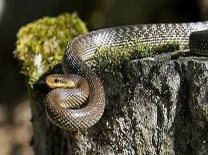 milk snake drink women milk